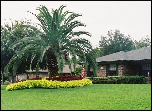 7985-PalmTreeTPF