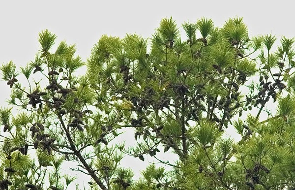 7985-Pine-conesTPF