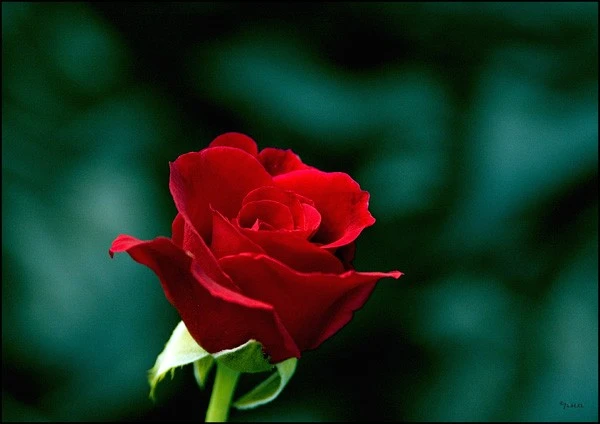 7985-Rose1TPF