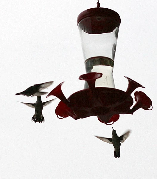 951-HummingBird-03