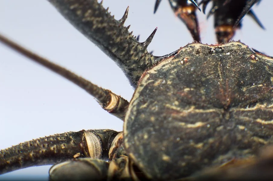_DSC0124.webp