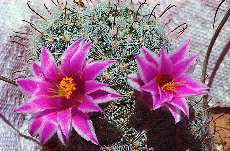 A Cactus Flower