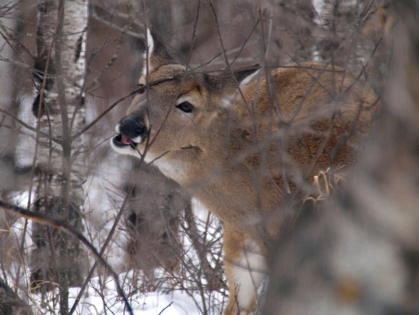 A cold snack