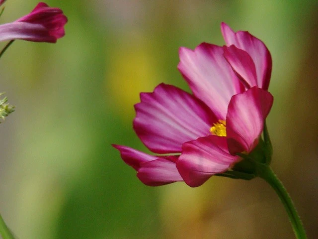 A Glimpse