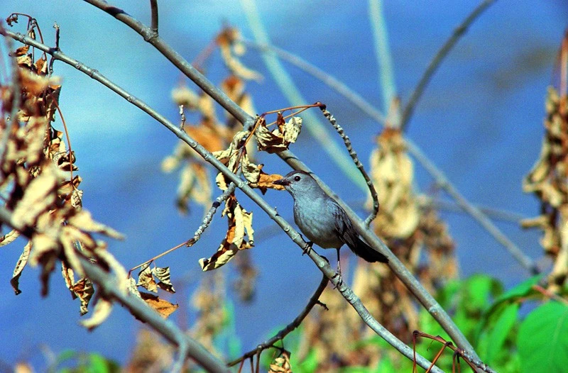 A Grey Catbird