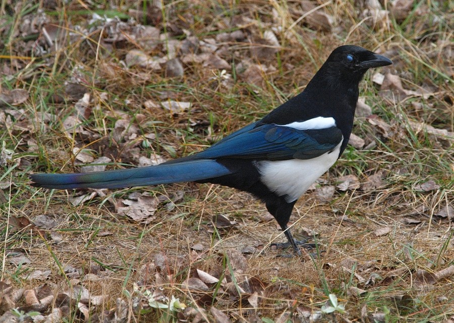 A magpie's blink