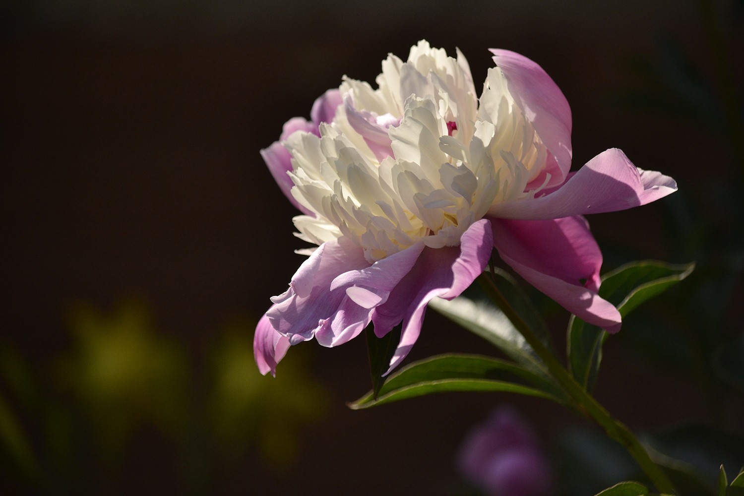 A peony