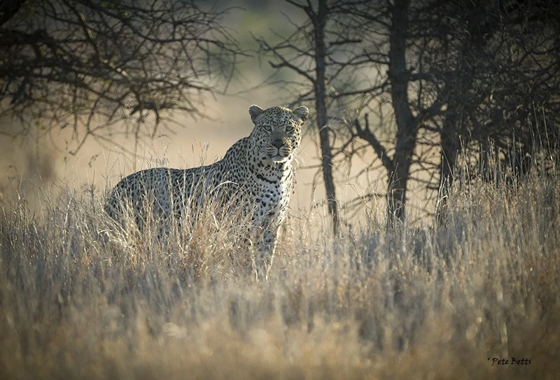 A superb Male leopard