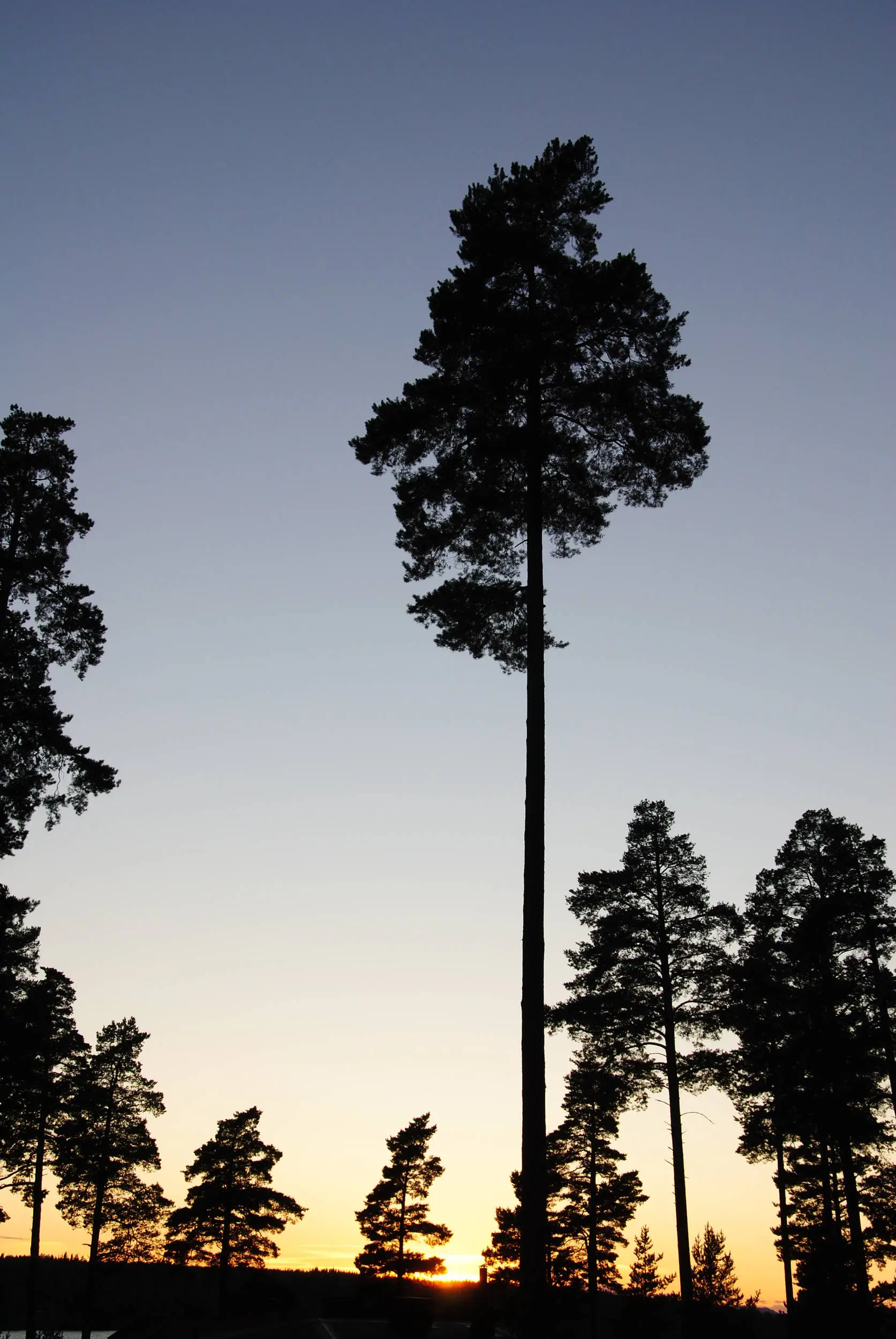 A Swedish tree!!!
