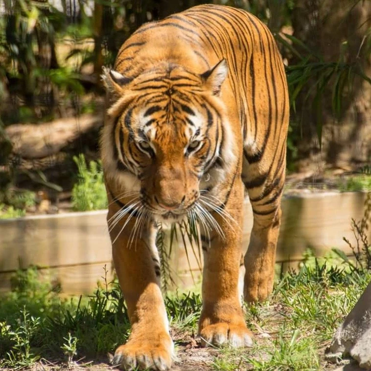 a tiger at the Naples zoo