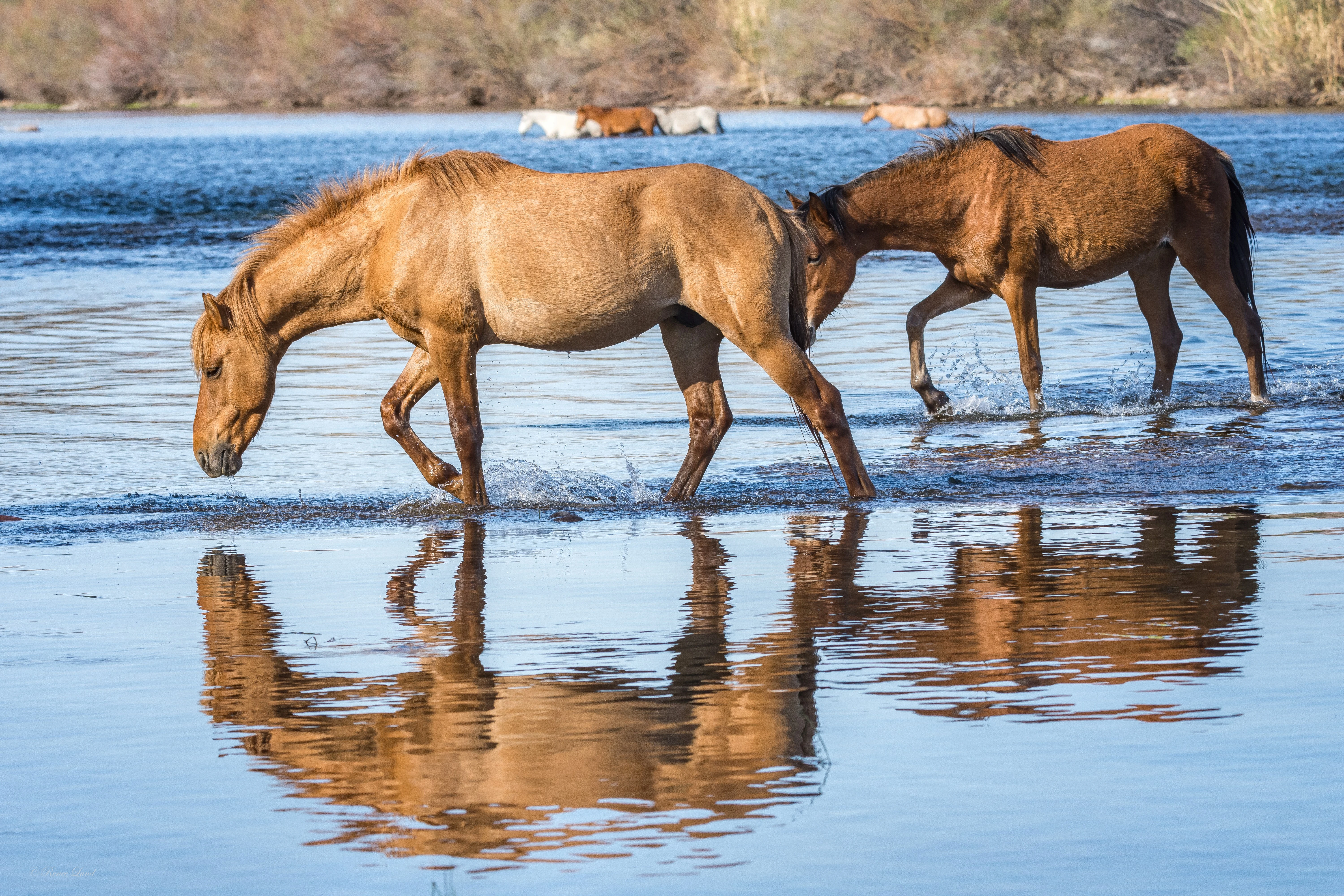 A Wild Salty Reflection.jpg