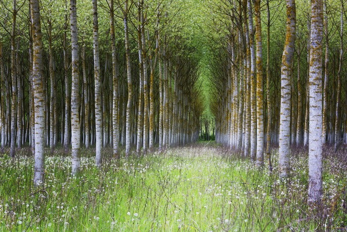 A wood in Burgundy