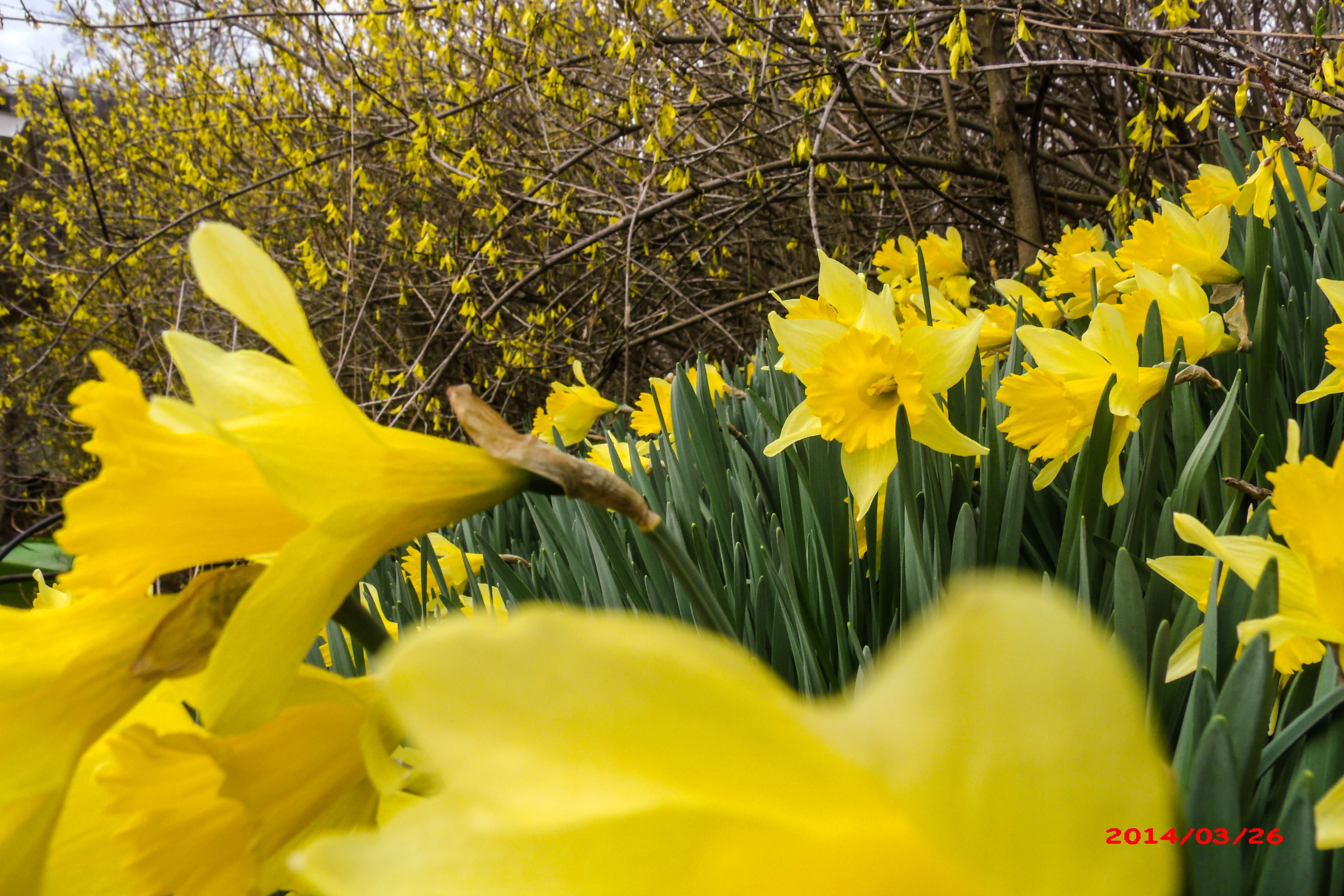 Abundance of Yellow