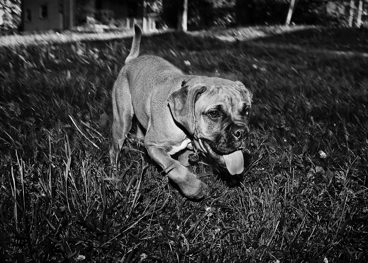 Acadia The Boxer Puppy