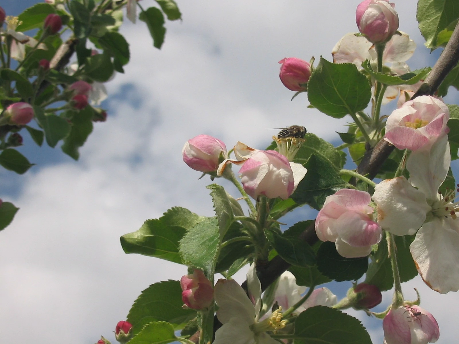 Accidentally beautiful. I only wanted to make a photo of a bee.