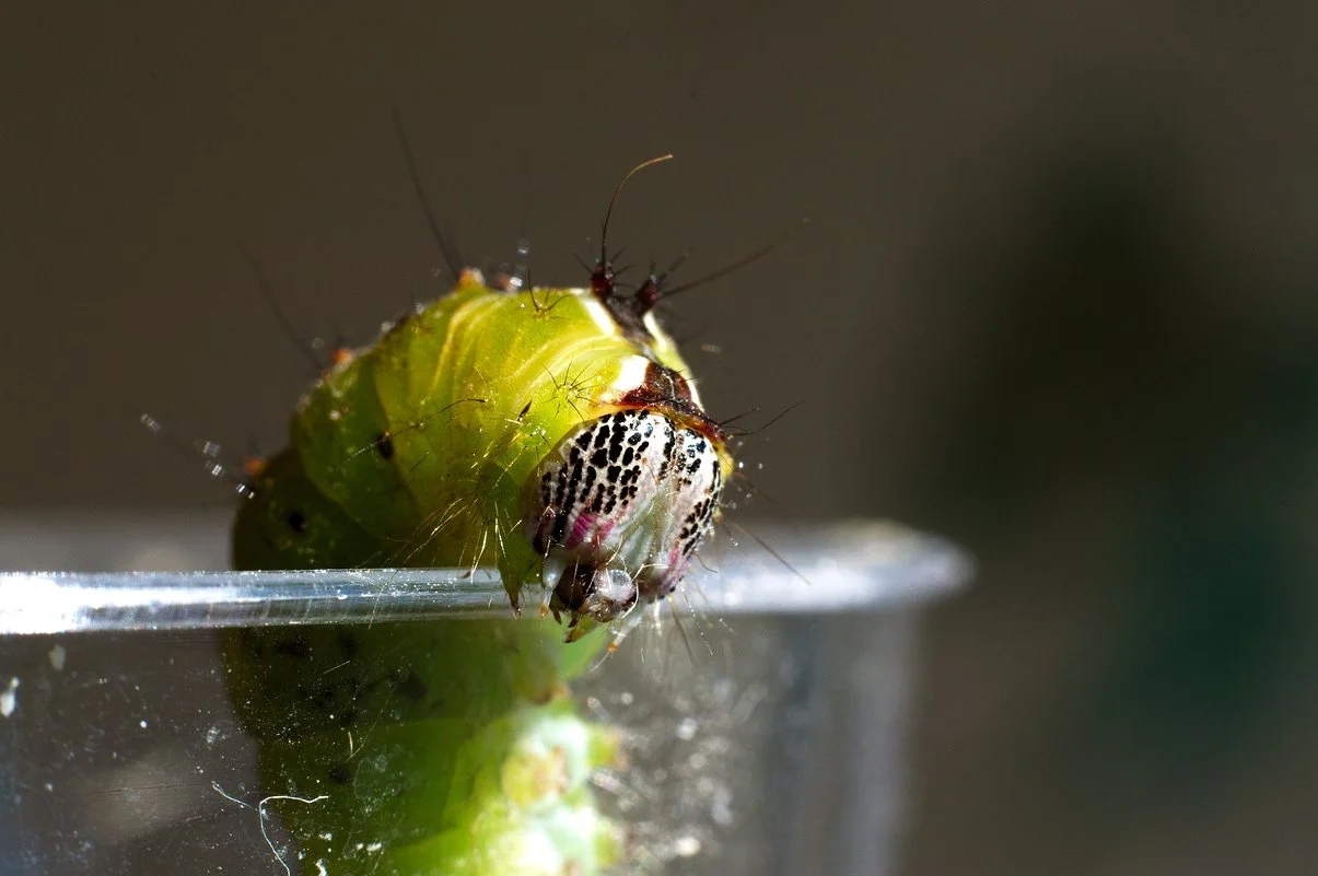 Acronicta clarescens.webp