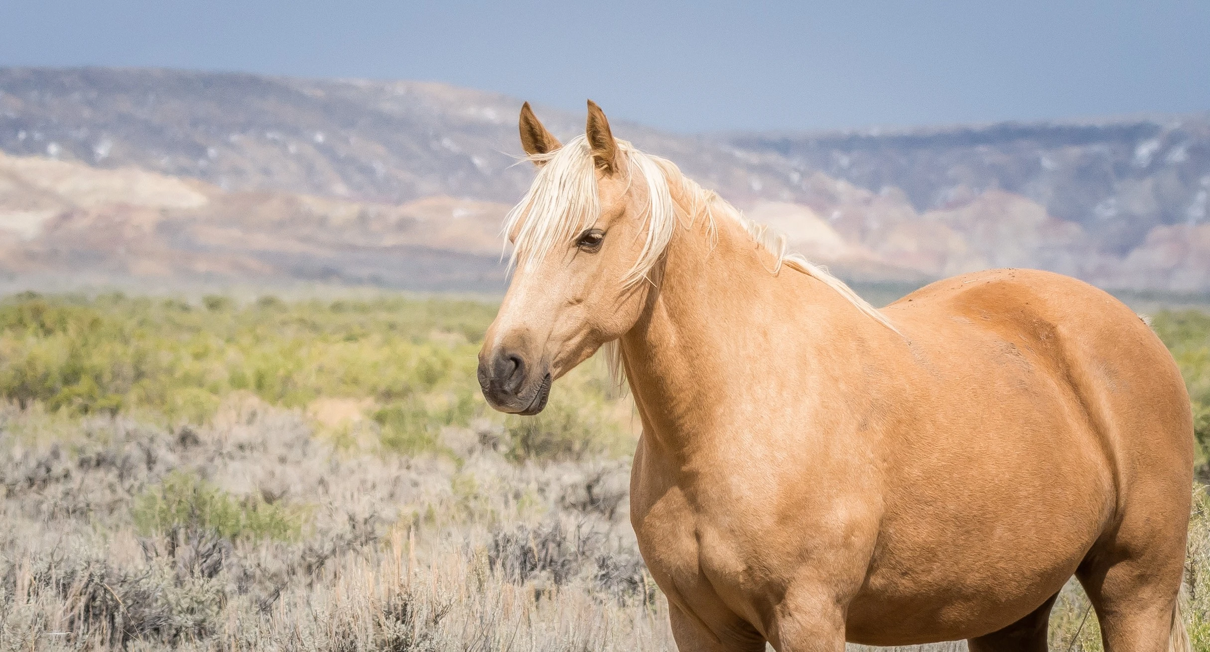 Adobe Town Adopted Palomino 2