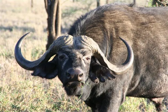 African Buffalo
