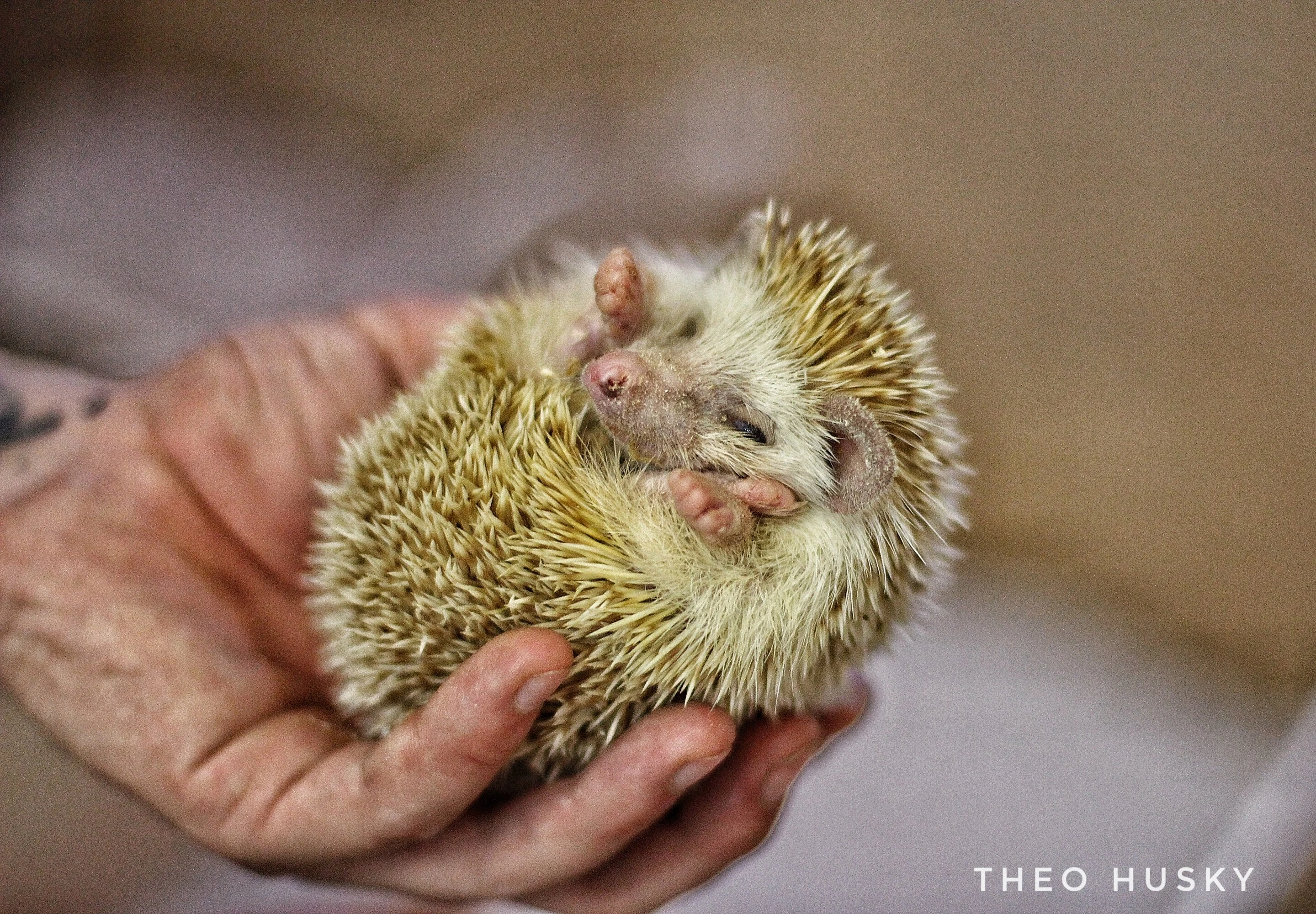 African hedgehog 1