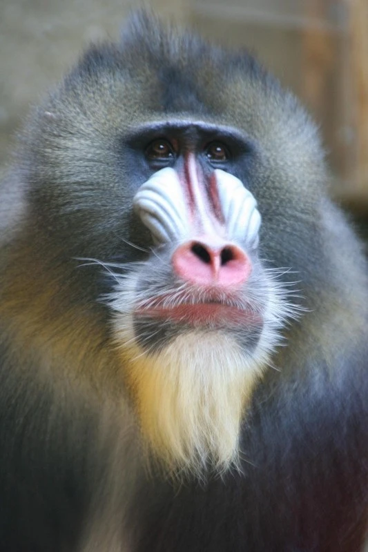 Aging Mandrill