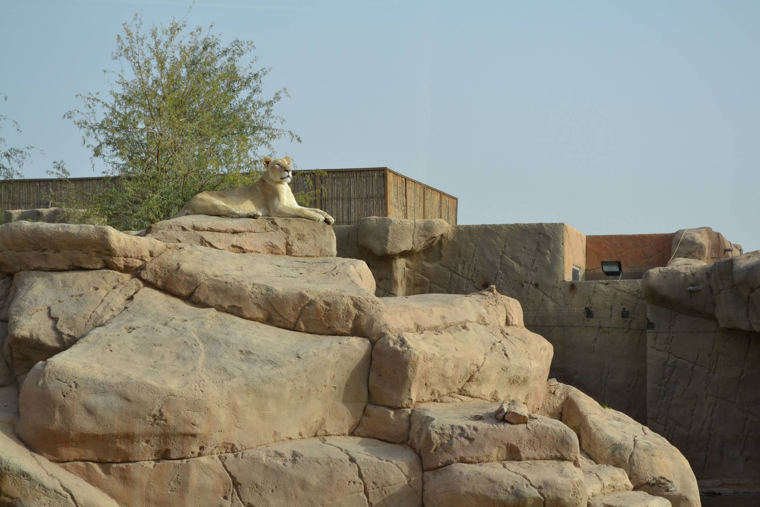 Al Ain Zoo; UAE