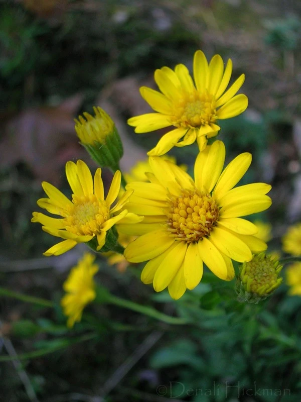 Amarillo