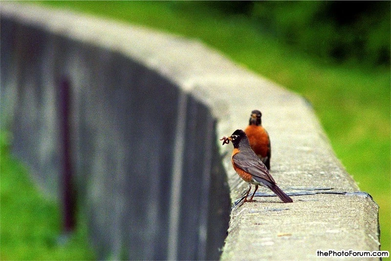 American Robin