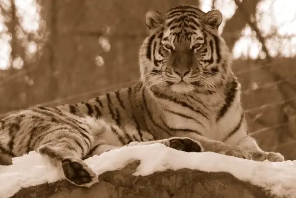 amurtiger