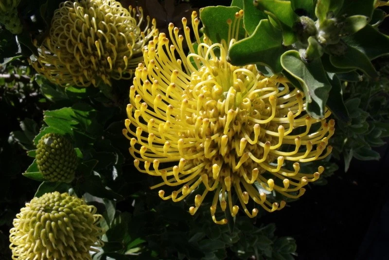 An Unusual Bloom