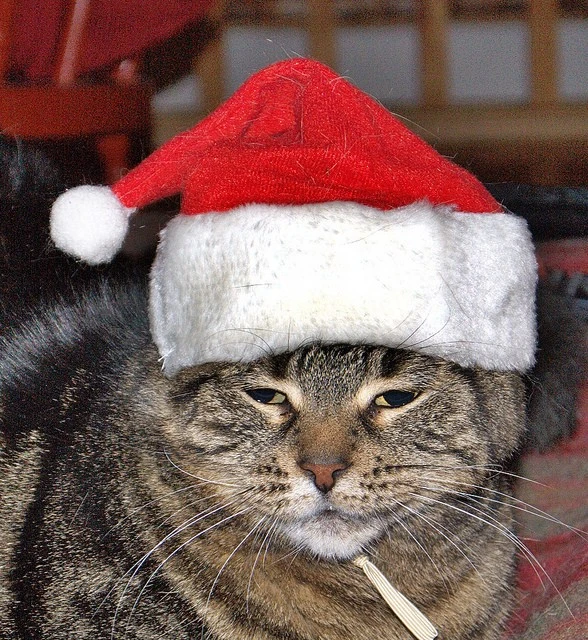 An Upset Cat