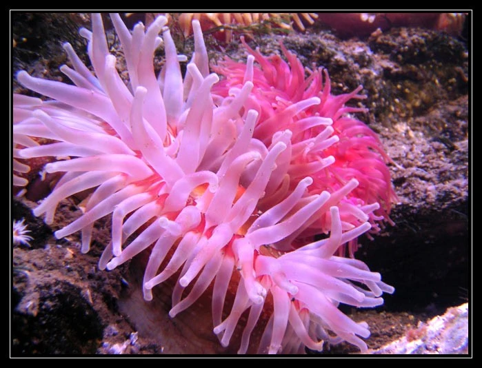 Anemone