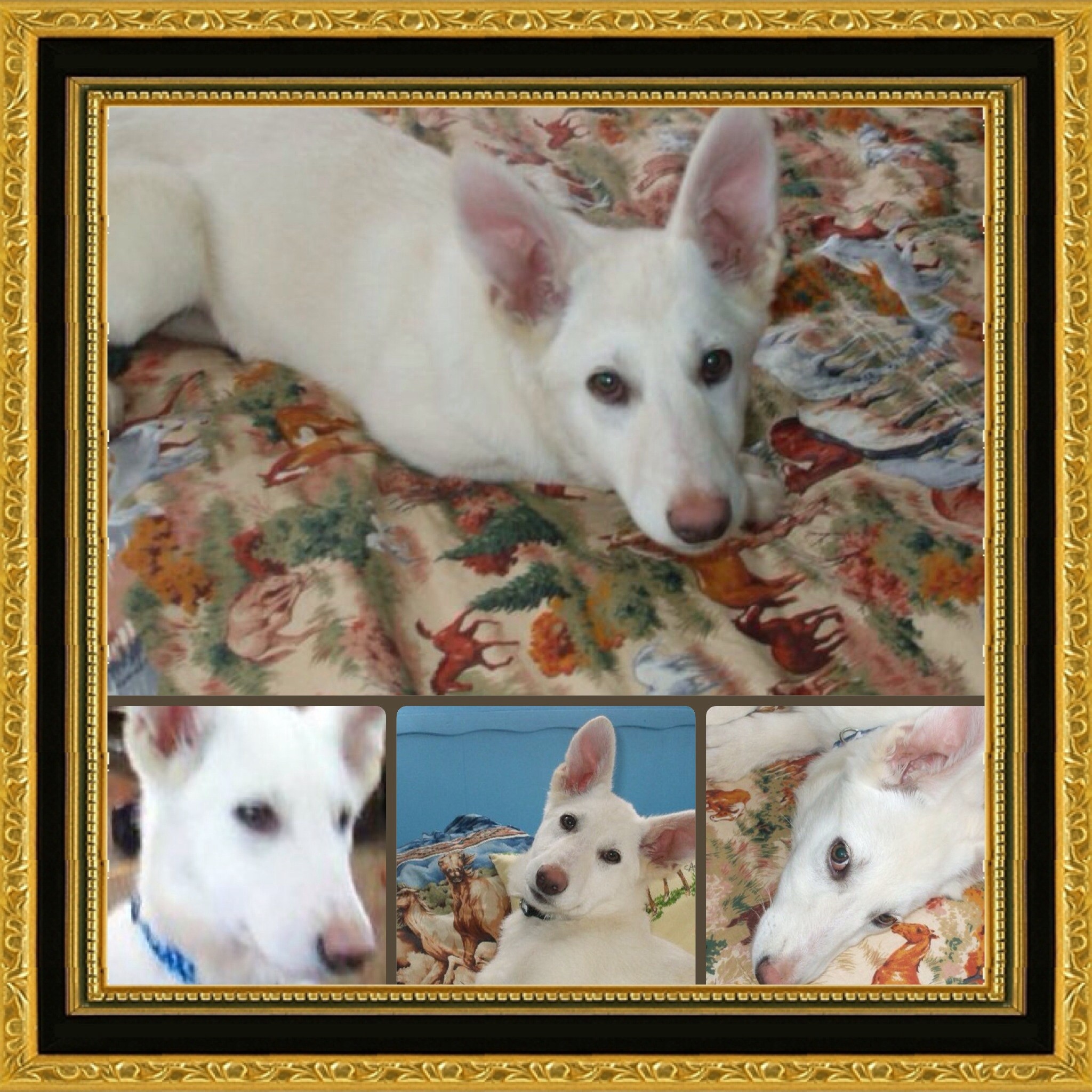 Angel, The White German Shepherd