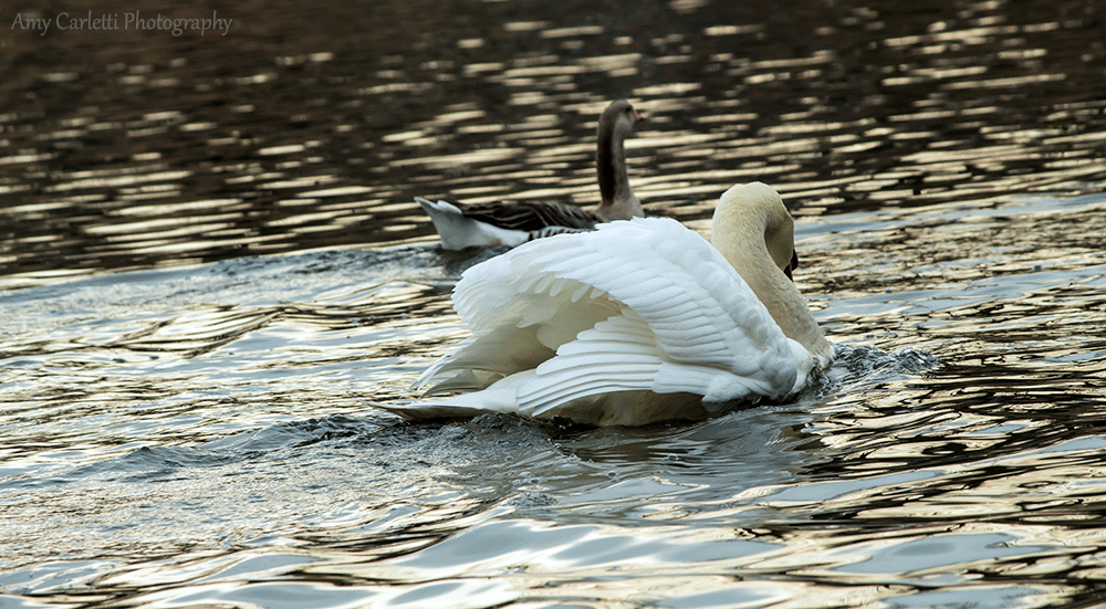 Angry Swan