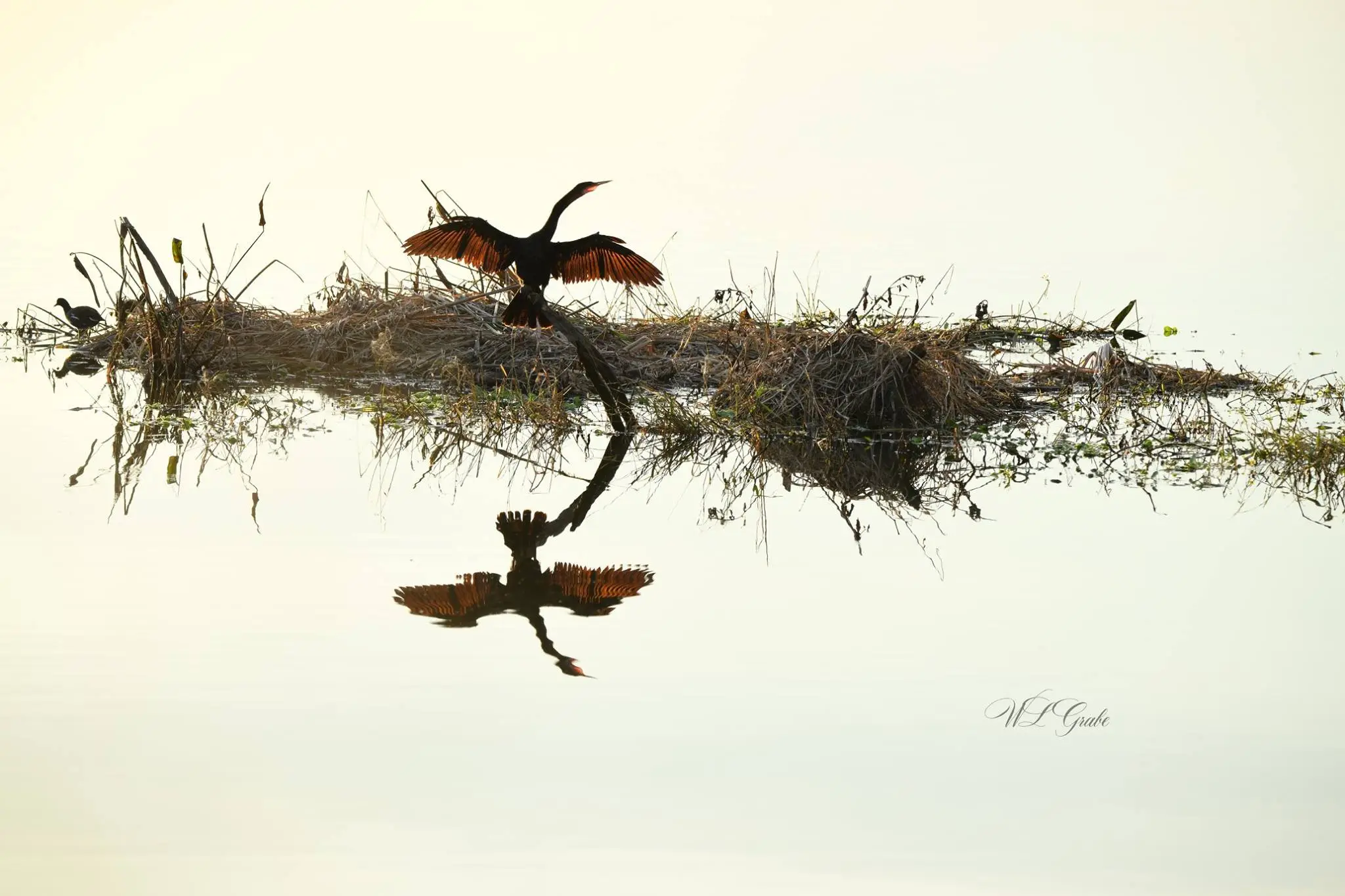 Anhinga