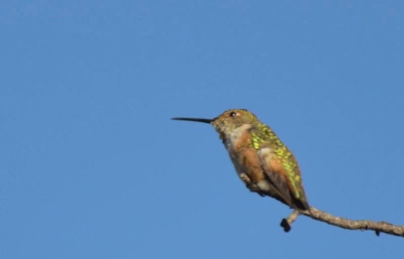 Anna's humming bird, L.A. 01