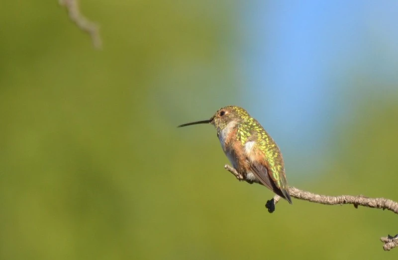 Anna's humming bird, L.A. 02