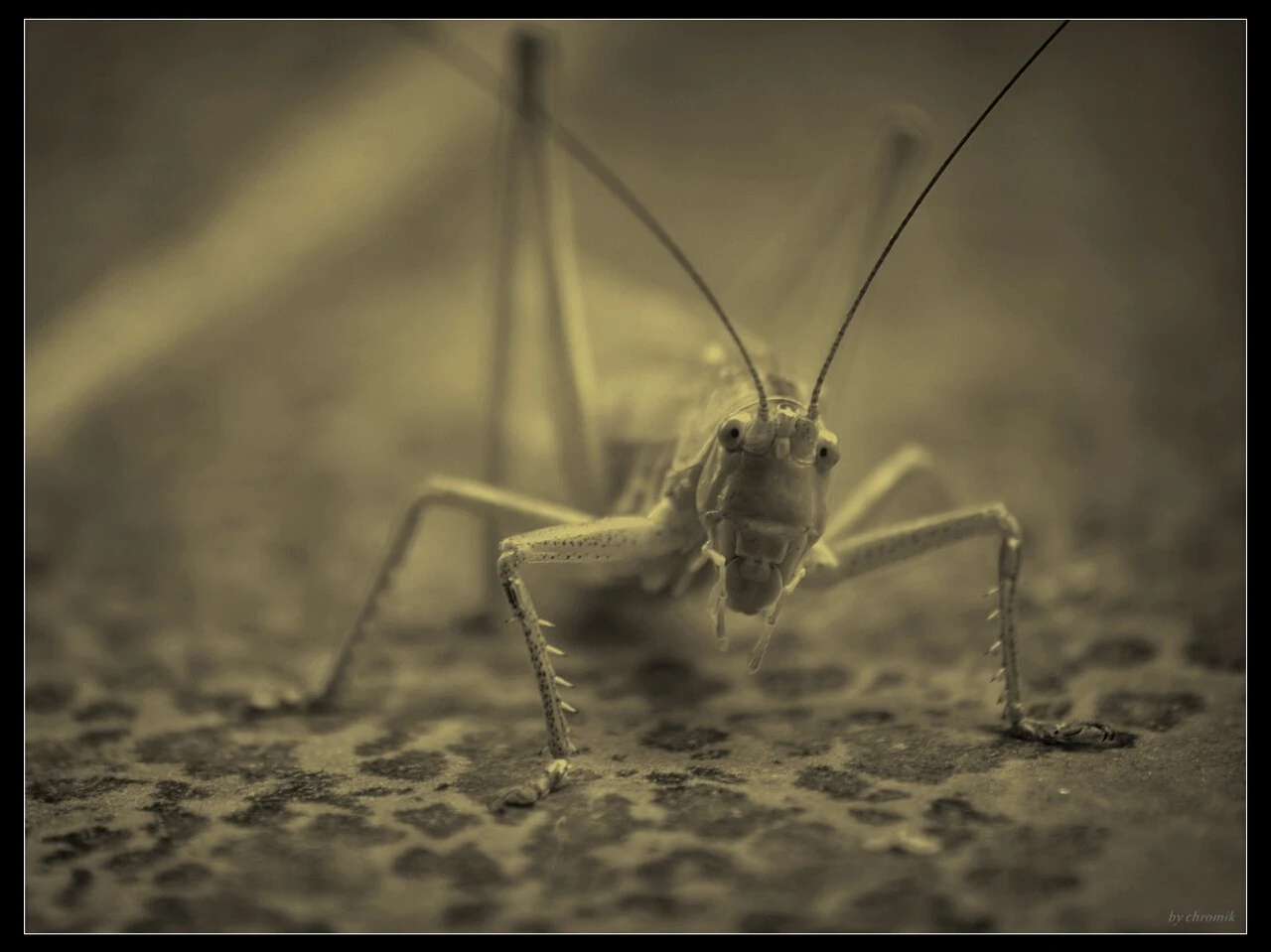 "Antenna_extended"