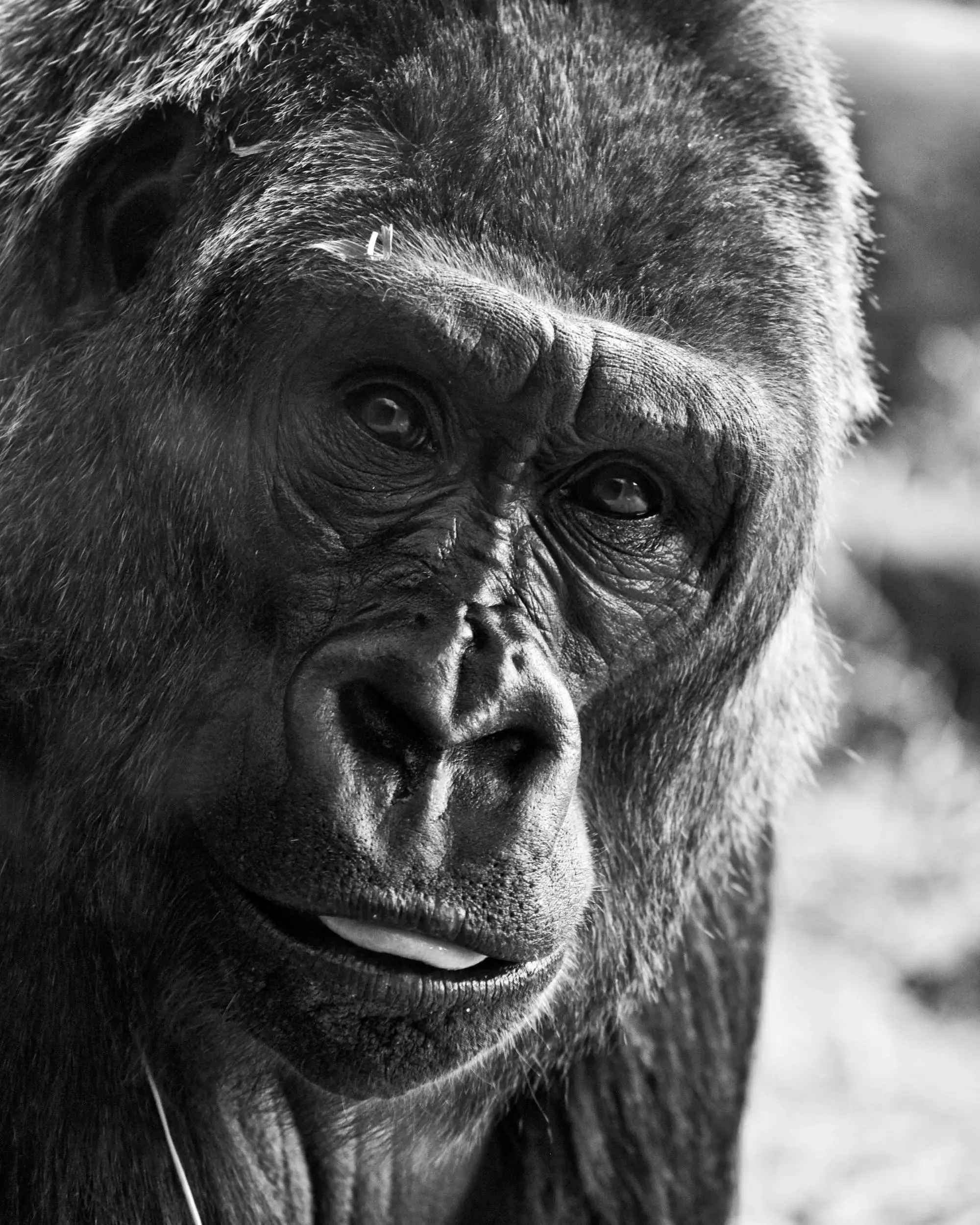 Ape named Ape