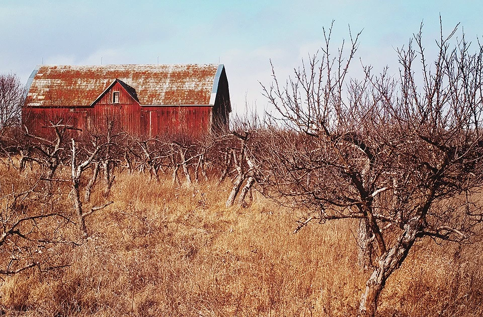 Apple orchard in winter
