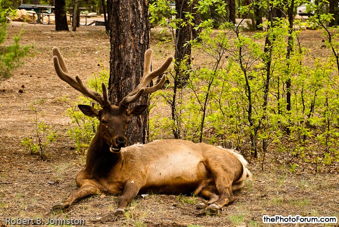 Arizona - Elk