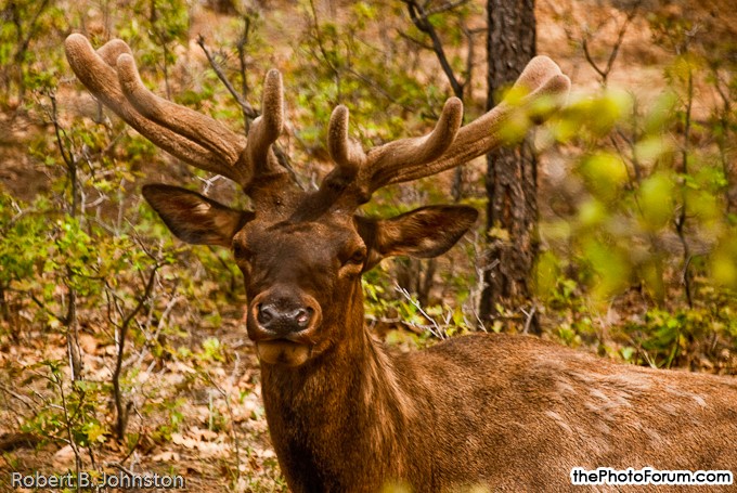 Arizona - Elk