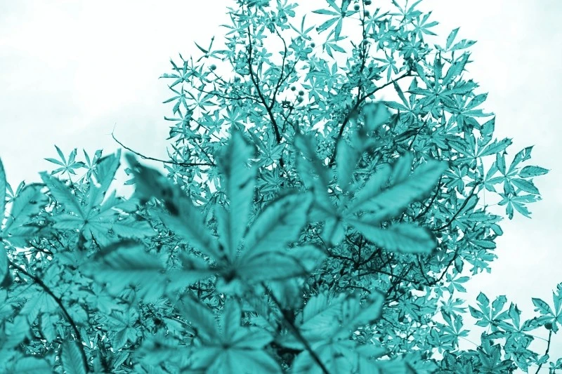 Art photo Nr. 21, test of uploading only