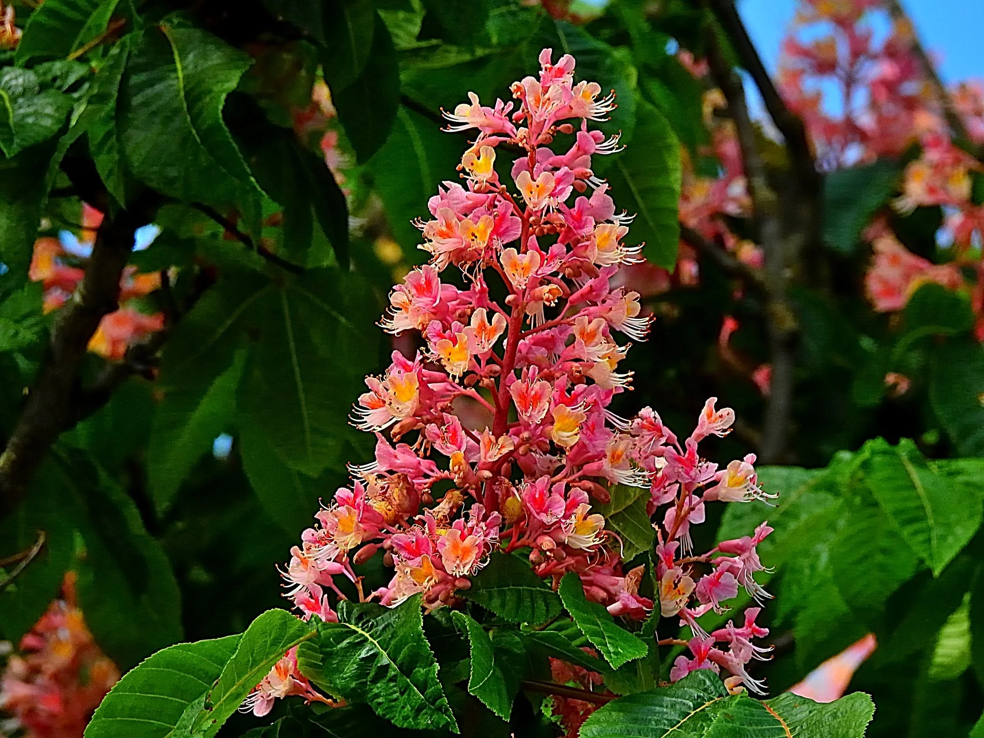 ( Árvore em Flor ) Tributo à Primavera.webp