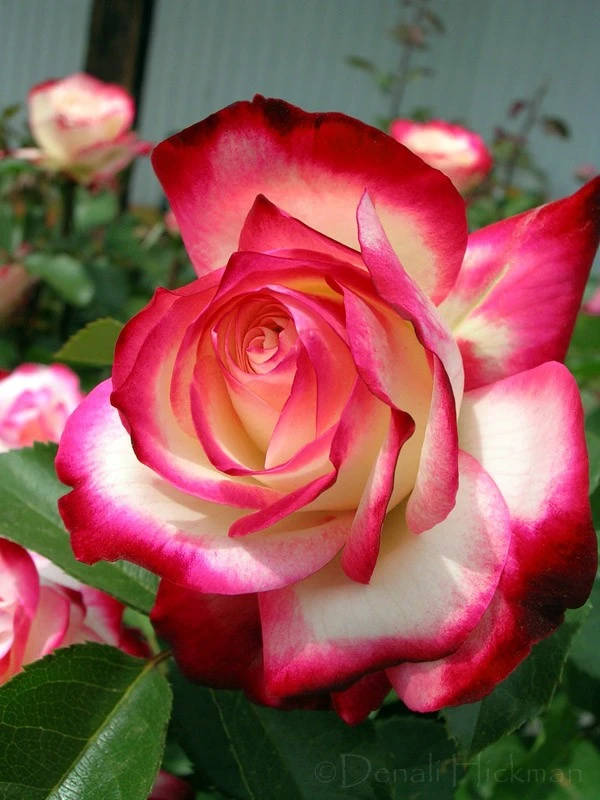 As Sweet