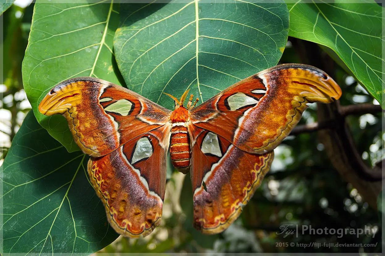 Atlas Moth