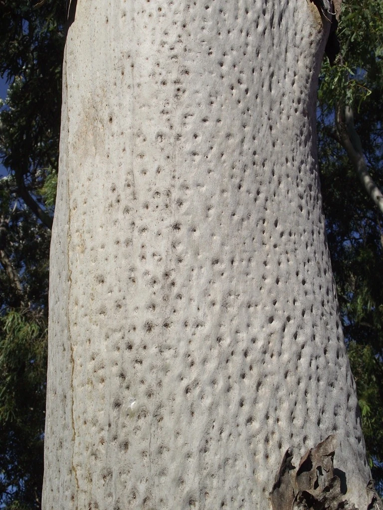 Australian Eucalyptus Gum Tree