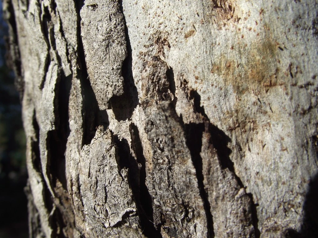 Australian Eucalyptus Gum Tree