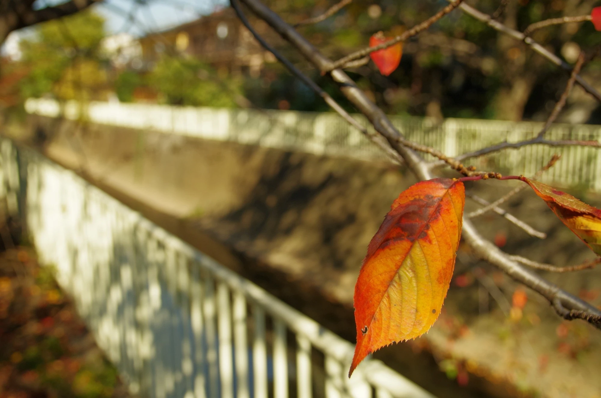 Autumn on the Kanda river, Tokyo