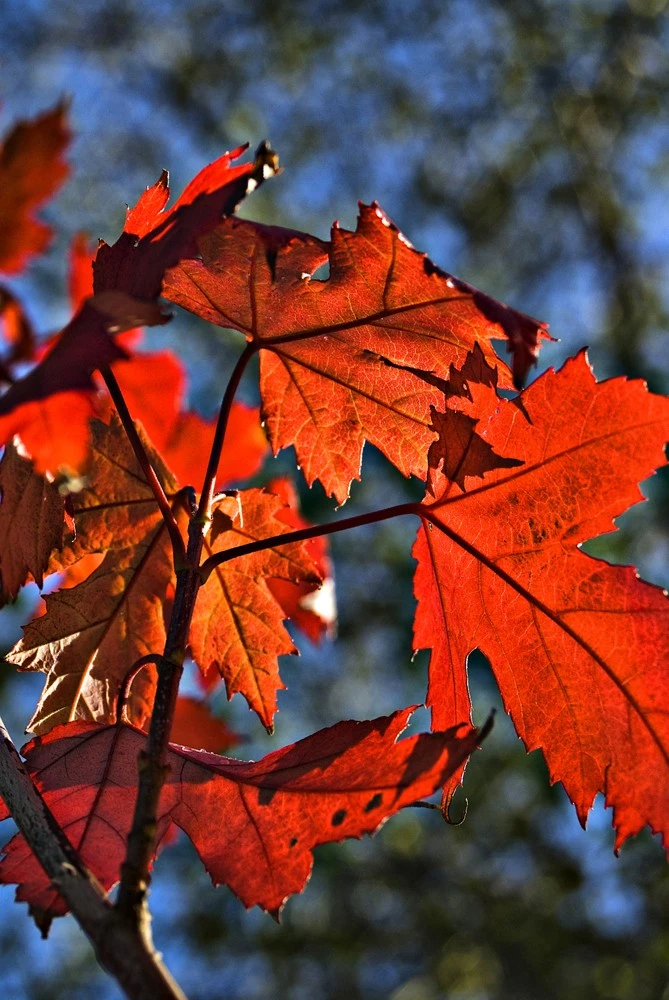 autumn red