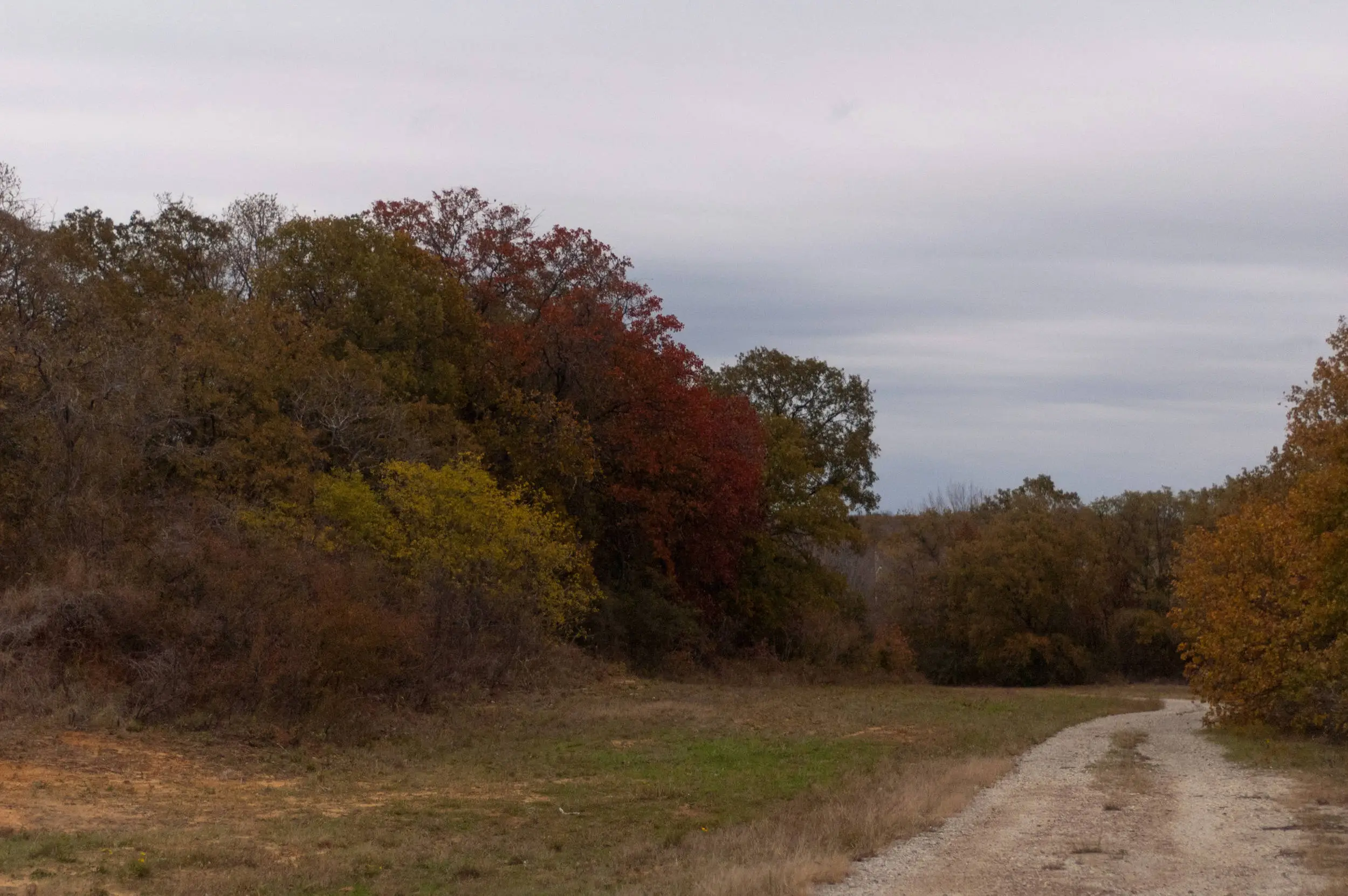 Autumn Trees
